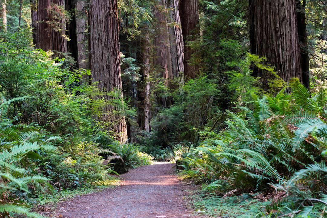 Henry Cowell Redwoods Eyalet Parkı